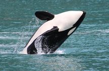 Kenai Fjords Orca Quest Cruise