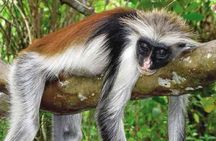 Half-Day Walking Tour in Jozani Jungle