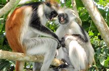 Half-Day Walking Tour in Jozani Jungle