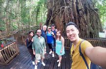 Private Half Day Tour: World Heritage Rainforest & Waterfall
