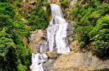 Private Half Day Tour: World Heritage Rainforest & Waterfall