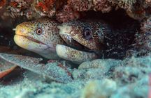 Try-Scuba Experience at Cook Island: Turtle Encounters 100%