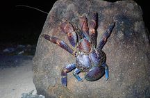 Okinawa Iriomotejima Night Adventure Tour
