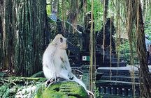 Ubud iconic waterfall and temple tours