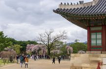 Seoul City Tour - Free Photo Service 