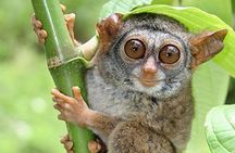 Chocolate hills tour with Tarsier & Loboc river Buffet Lunch (half-day tour)