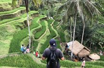 Bali Full Day Tours: Kintamani VOLCANO - Ubud - WATERFALL - TANAH LOT SUNSET