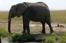  6 Days Maasai Mara - Lake Nakuru - Amboseli.