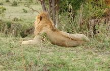  6 Days Maasai Mara - Lake Nakuru - Amboseli.