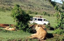  6 Days Maasai Mara - Lake Nakuru - Amboseli.