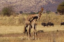 4 Days Tanzania Budget Group Join Safari- Serengeti & Ngorongoro