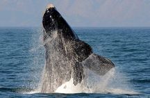 Shark cage diving + viewing & whale watching tours combination