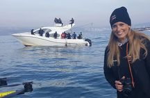 Shark cage diving + viewing & whale watching tours combination
