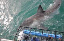 Shark cage diving + viewing & whale watching tours combination