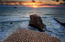 West Coast Discovery - Piha Beach or Muriwai Beach from Auckland