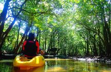 Okinawa Iriomote Mangrove SUP or Canoe Tour