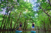 Okinawa Iriomote Mangrove SUP or Canoe Tour