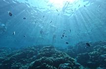 Private Dolphin Watching And Snorkeling Tour
