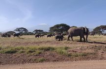Amboseli Overnight Trip