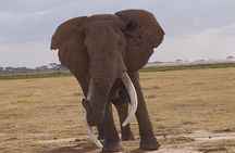 Amboseli Overnight Trip