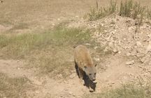 Amboseli Overnight Trip