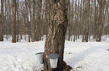 Sugar Shack (Feb to May) Maple Syrup Private Day Tour with lunch from Montreal 