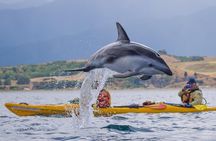 Wildlife Sea Kayaking Tour - Kaikoura
