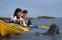 Wildlife Sea Kayaking Tour - Kaikoura