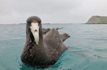 Wildlife Sea Kayaking Tour - Kaikoura