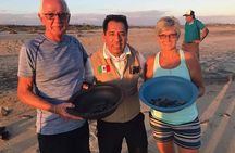 Amazing Turtle Release Tour