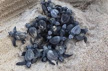 Amazing Turtle Release Tour
