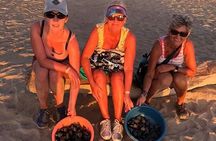 Amazing Turtle Release Tour