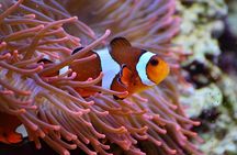 V.I.P Snorkeling & Fishing Tour ( Speed Boat ) Minimum 02 people 