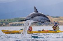 Sunset Evening Kayaking Tour - Kaikoura