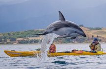 Private Wildlife Kayaking Tour - Kaikoura