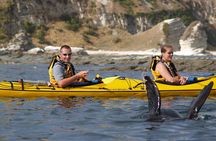 Private Wildlife Kayaking Tour - Kaikoura