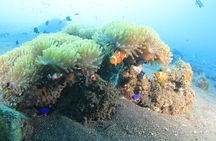 Discover Scuba Diving Tulamben Bali For Non-Certified Divers