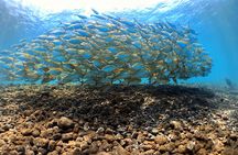 Snorkeling Trip Tulamben Bali