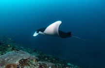Fun Dive Nusa Penida Bali - For Certified Divers