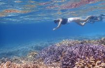 Okinawa Iriomote Snorkeling Tour at Coral Island 