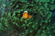 2 or 3 dives in Nusa Lembongan and Penida, for certified diver (in Lembongan)