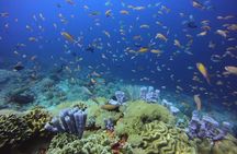 2 or 3 dives in Nusa Lembongan and Penida, for certified diver (in Lembongan)