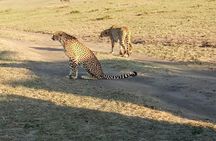 7 Days in Masai Mara- Lake Nakuru- Lake Naivasha- Amboseli National Park