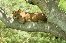 3 days Big five Game Viewing in Queen Elizabeth National Park
