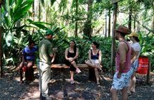 Mangrove Walk