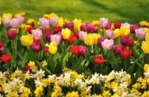 Private day trip to The Keukenhof Gardens and The Zaanse Schans Windmills