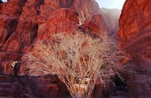 Wadi Rum &Petra Shore Excursion 2 Days(Night in Wadi rum )