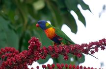 Cairns Reef/Rainforest : Daintree Rainforest & Great Barrier Reef