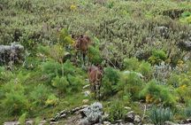 3 Days Bale Mountains trekking