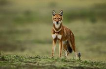 3 Days Bale Mountains trekking